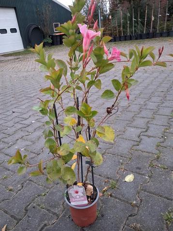 7 x sundaville plant roze nu voor maar €5,- pst beschikbaar voor biedingen