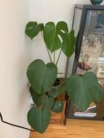 Monstera, Huis en Inrichting, Kamerplanten, Ophalen, Halfschaduw, Minder dan 100 cm