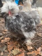 2 Usa zijdehoen mottled haantjes, Dieren en Toebehoren, Pluimvee, Mannelijk, Kip