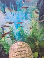 Endler Guppen te koop, Dieren en Toebehoren, Vis