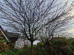 2 x Acer globosum op stam, Tuin en Terras, Planten | Bomen, Ophalen