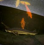 Diamantsteur , 1meter +, Steur