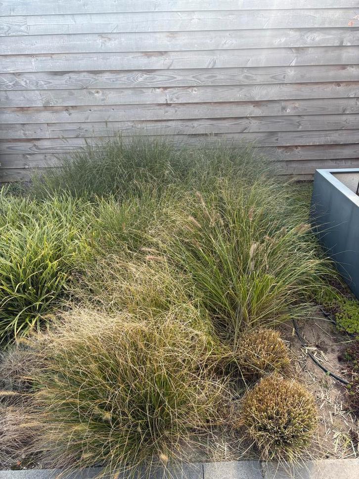 Lampenpoetsersgras - 20 stuks, Tuin en Terras, Planten | Tuinplanten, Vaste plant, Siergrassen, Volle zon, Zomer, Ophalen