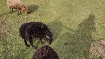 Ouessant, Quessant ram april 2025 beschikbaar voor biedingen