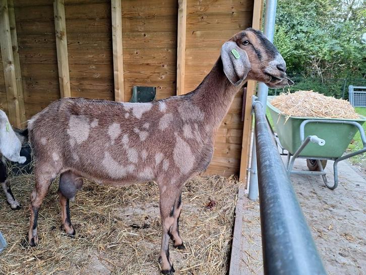 Mooie nubische geit met maanvlekken 4 jaar, Dieren en Toebehoren, Schapen, Geiten en Varkens, Geit, Vrouwelijk, 3 tot 5 jaar