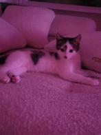 Kittens zoeken huisje., Dieren en Toebehoren, Katten en Kittens | Overige Katten, Meerdere dieren