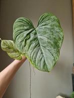 Philodendron Majestic stek, Ophalen of Verzenden, Halfschaduw, Minder dan 100 cm