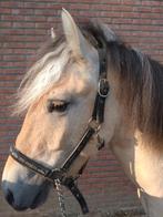 Fjorden ruin jaarling, Dieren en Toebehoren, Gechipt, Ruin, 0 tot 2 jaar, C pony (1.27m tot 1.37m)