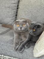 Twee lieve katten zoeken een rustig en liefdevol thuis, Dieren en Toebehoren, Katten en Kittens | Raskatten | Korthaar, Kater