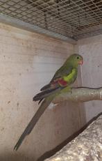 1 Bergparkiet man., Dieren en Toebehoren, Vogels | Parkieten en Papegaaien, Mannelijk, Parkiet, Geringd