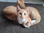 2 lieve rode meisjes poezen, Dieren en Toebehoren, Poes, Kortharig, 0 tot 2 jaar