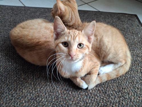 2 lieve rode meisjes poezen, Dieren en Toebehoren, Katten en Kittens | Overige Katten, Kortharig, Poes, 0 tot 2 jaar