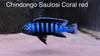 Chindongo saulosi coral red ( Malawi cichlide ), Dieren en Toebehoren, Vissen | Aquariumvissen