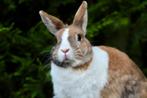 Leuke konijnendame in de opvang, Vrouwelijk, Middelgroot, 3 tot 5 jaar