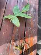 Philodendron Florida Ghost Stekken, Overige soorten, Vaste plant, Ophalen of Verzenden, Bloeit niet