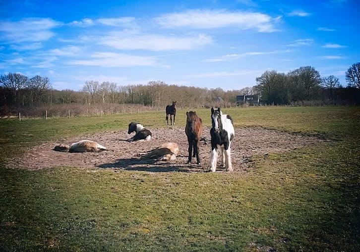 Weidegang, Dieren en Toebehoren, Stalling en Weidegang, Weidegang