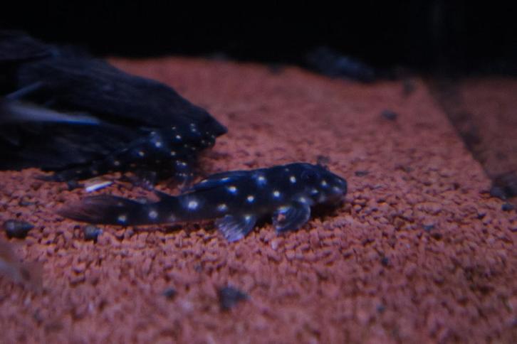 L201 – Hypancistrus inspector, Dieren en Toebehoren, Vissen | Aquariumvissen, Zoetwatervis, Vis