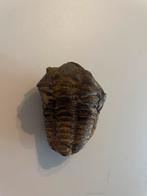 Trilobiet fossiel 1x, Ophalen of Verzenden, Mineraal