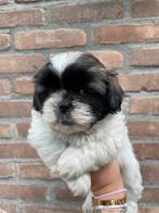 Boomer pups 4 teefjes 3 reutjes, CDV (hondenziekte), 8 tot 15 weken, Meerdere, Nederland