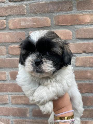 Boomer pups 3 teefjes 1 reutje beschikbaar voor biedingen