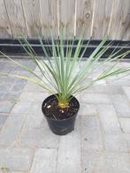Yucca rostrata - Palmlelie, Tuin en Terras, Planten | Tuinplanten, Ophalen, Zomer, Overige soorten, Volle zon