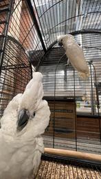 Witkuif Alba Kaketoe 2025, Dieren en Toebehoren, Vogels | Parkieten en Papegaaien, Vrouwelijk, Papegaai, Pratend