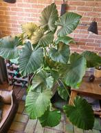 Grote kamerplant Alocasia (Olifantsoor) inclusief pot, Huis en Inrichting, Kamerplanten, Ophalen, 100 tot 150 cm, Overige soorten
