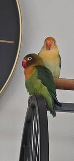 2 Dwergpegaaitjes (Fischeri) Gereserveerd, Dieren en Toebehoren, Vogels | Parkieten en Papegaaien, Meerdere dieren, Dwergpapegaai of Agapornis