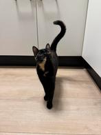 Gratis Mooie lapjes/schildpad poes van 6 maanden oud, Dieren en Toebehoren, Poes