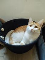 Lieve, grappige rood-witte poes (wegens omstandigheden), Dieren en Toebehoren, Poes, Kortharig, 3 tot 5 jaar