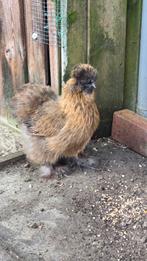 Usa zijdehoen hen, Dieren en Toebehoren, Pluimvee, Vrouwelijk, Kip