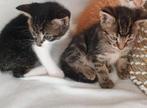 Hele lieve poesjes van Britse Korthaarpoes, Dieren en Toebehoren, Meerdere dieren, Kortharig, 0 tot 2 jaar