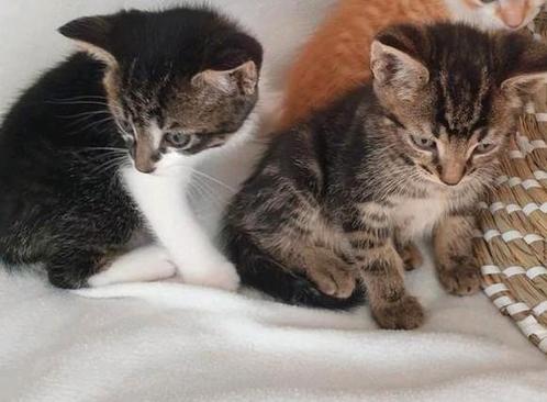 Hele lieve poesjes van Britse Korthaarpoes, Dieren en Toebehoren, Katten en Kittens | Overige Katten, Kortharig, Meerdere dieren