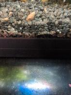 Toren slakken en ramshoorn