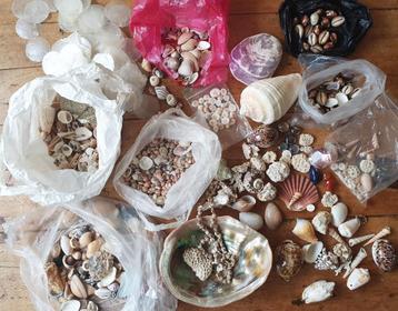 Schelpen collectie beschikbaar voor biedingen