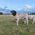 Beste dorper dekram te koop, Dieren en Toebehoren, Mannelijk, Schaap, 3 tot 5 jaar