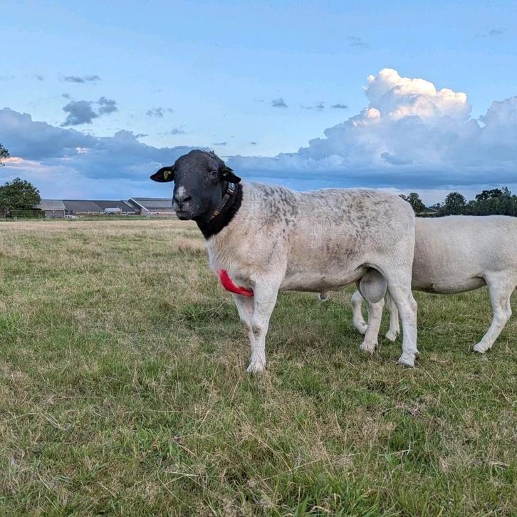 Beste dorper dekram te koop, Dieren en Toebehoren, Schapen, Geiten en Varkens, Schaap, Mannelijk, 3 tot 5 jaar