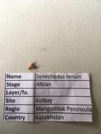 Fossiele haaientand uit Kazakhstan: Synechodus tenuis, Verzamelen, Mineralen en Fossielen, Ophalen of Verzenden, Fossiel