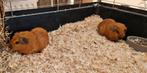 2 beren, Dieren en Toebehoren, Knaagdieren, Mannelijk, Cavia, Na 1 juli 2024