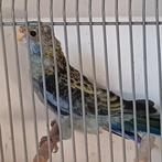 Bleekkop Rosella man split lutino, Dieren en Toebehoren, Meerdere dieren, Parkiet