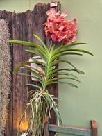 Orchidee Vanda Leopard Coral Motherplant XL (1)