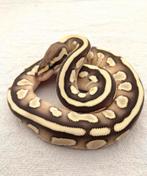 1.0 lesser 50% het piebald koningspython, Dieren en Toebehoren, Reptielen en Amfibieën, Slang, 0 tot 2 jaar