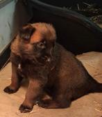 MECHELSEHERDER PUPS TOPNEST, Dieren en Toebehoren, Honden | Herdershonden en Veedrijvers, 8 tot 15 weken, Parvo, Meerdere, Meerdere dieren