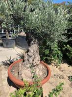 Olijfboom Macro Bonsai Pata Tarrina, 100 tot 250 cm, Olijfboom, Zomer, Ophalen