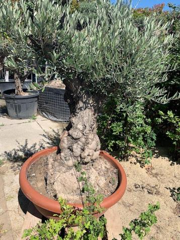 Olijfboom Macro Bonsai Pata Tarrina beschikbaar voor biedingen