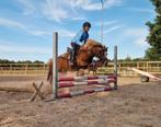 Welsh A merrie, 11 jaar, Merrie, Springpony, Gechipt