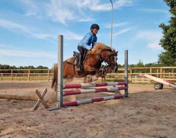 Welsh A merrie, 11 jaar beschikbaar voor biedingen