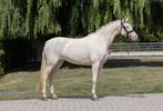 Super lieve 5 jarige C pony, Dieren en Toebehoren, Merrie, B, Gechipt, Dressuurpony