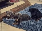Schattige Jackel puppy's, Dieren en Toebehoren, Honden | Teckels en Dashonden, 8 tot 15 weken, Korthaar, Dwerg, CDV (hondenziekte)