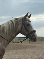 Bijrijd(st)er gezocht voor Phinley, Diensten en Vakmensen, Dieren | Paarden | Verzorging, Oppas en Les, Verzorging of Verzorgpony's